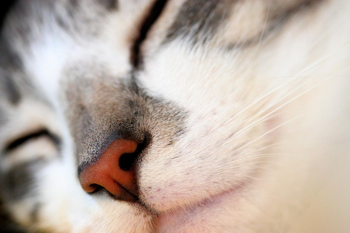 Кот грузин порода Ориентал