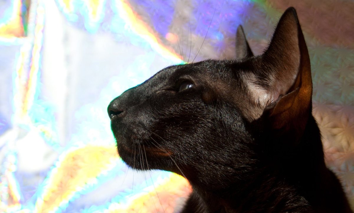 Ориентальная кошка с черными усами