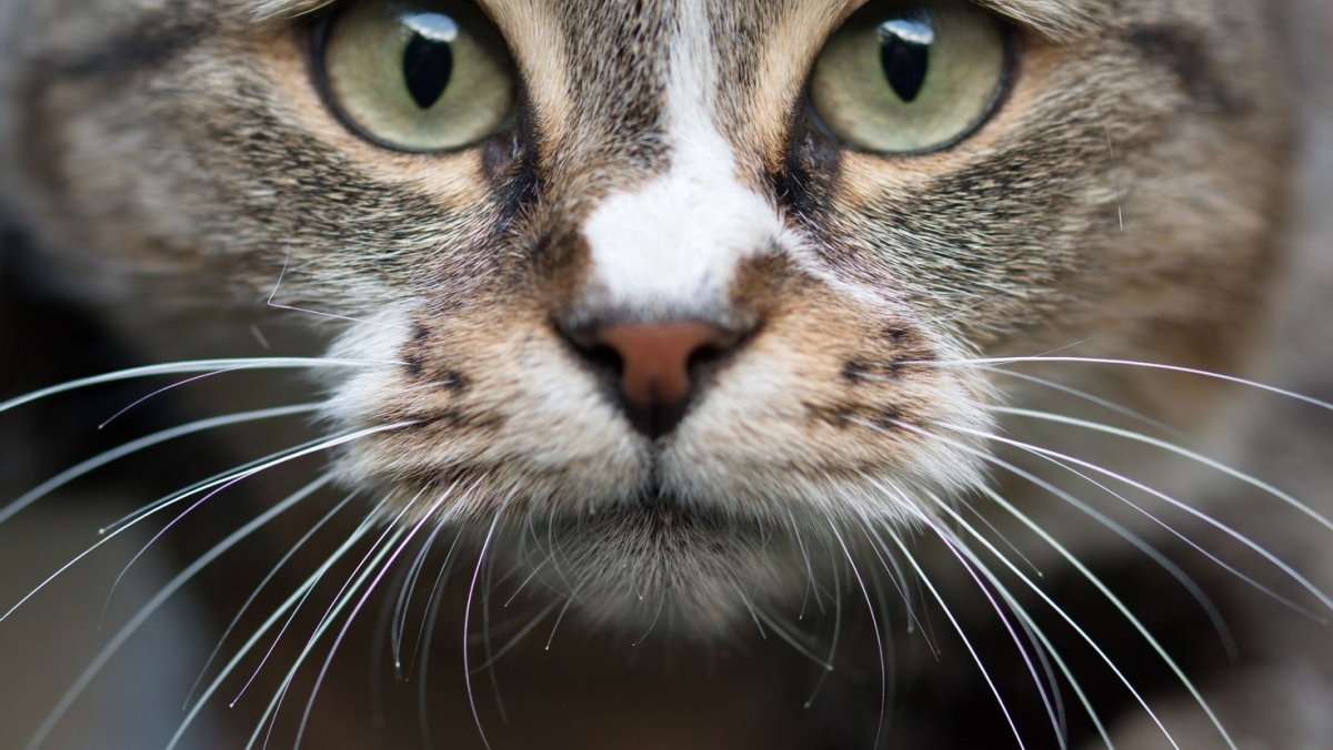 Ориентал кот морда