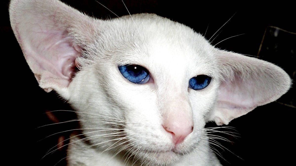 Ориентальный кот грузин