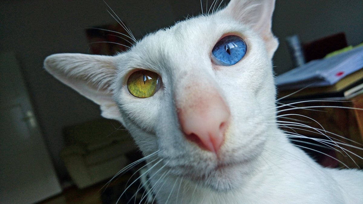 Кот Ориентал косоглазый