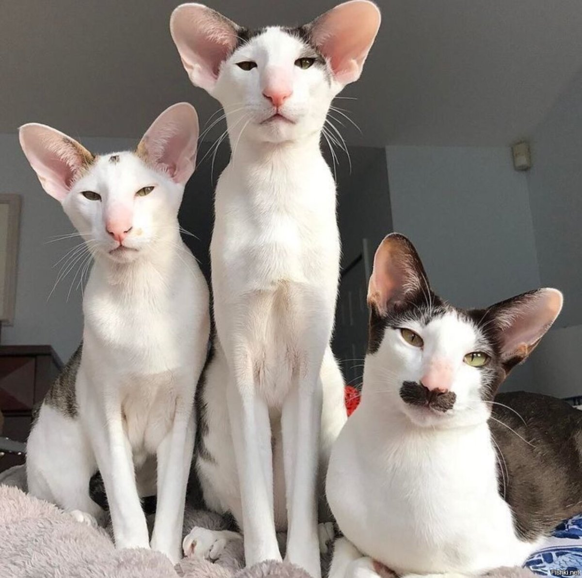 Кот породы Ориентал