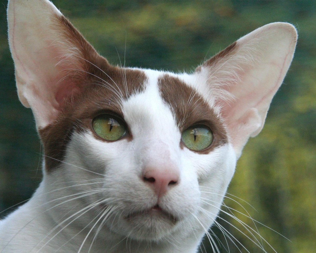 Ориентальная короткошерстная кошка