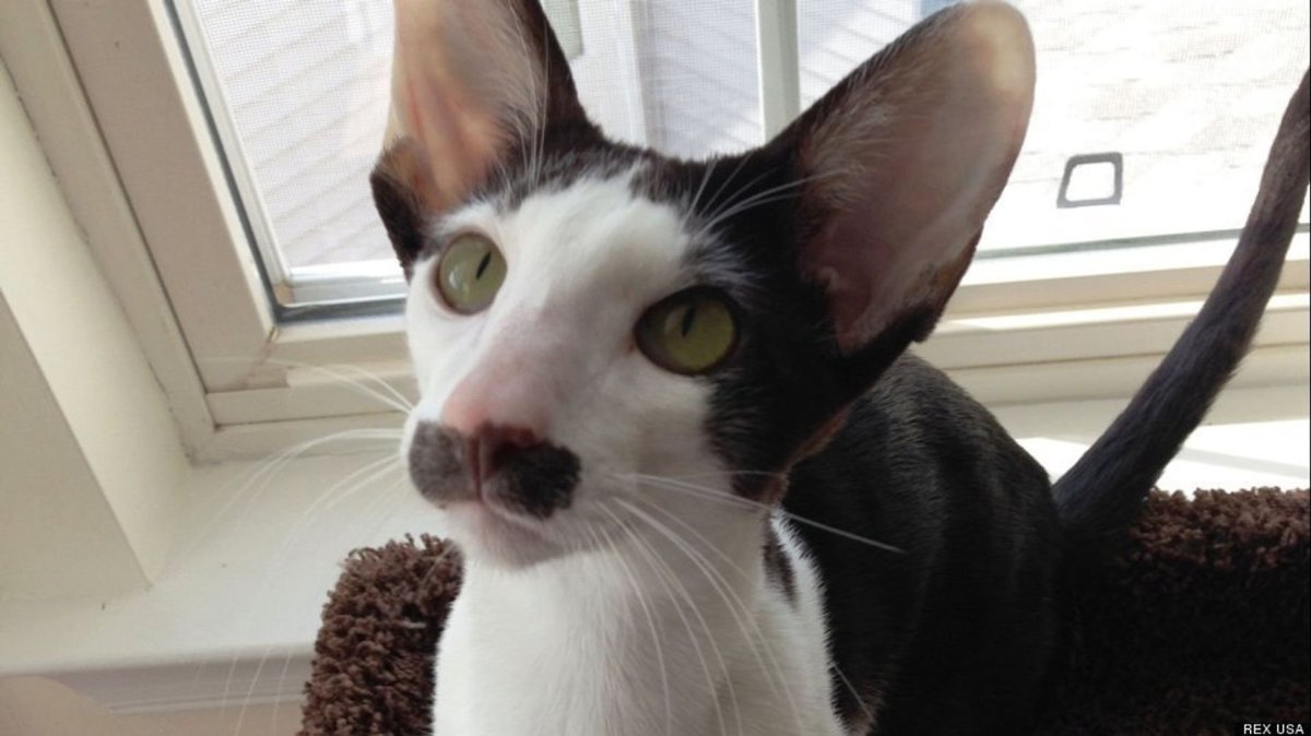 Ориентальная длинношерстная кошка