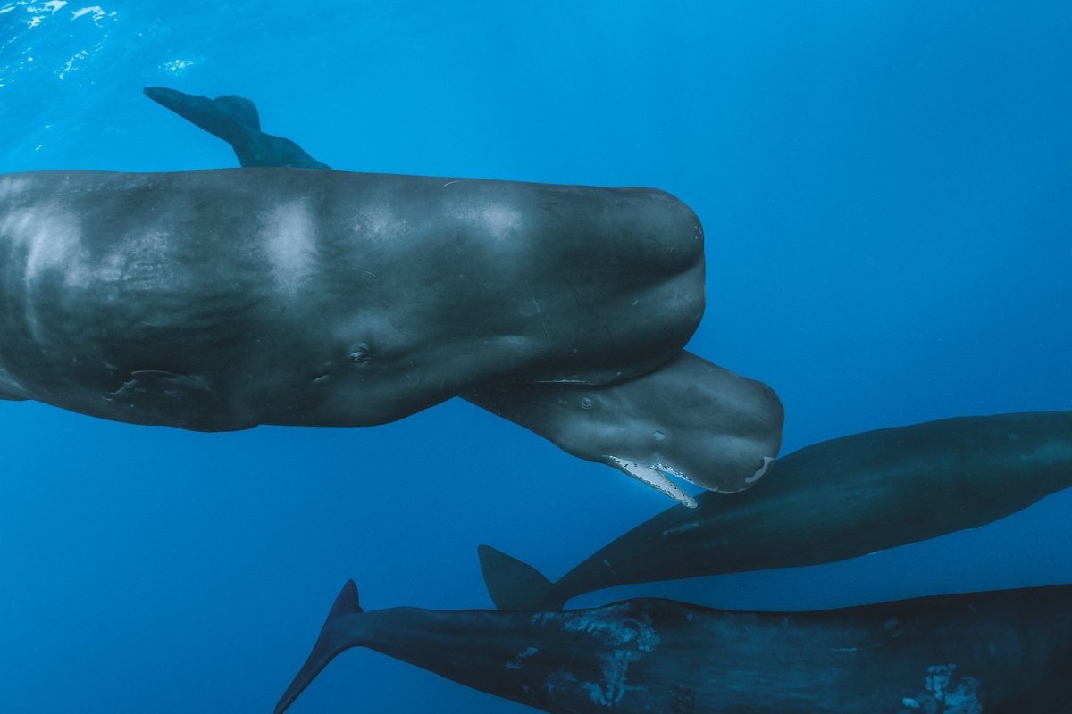 Карликовый Кашалот