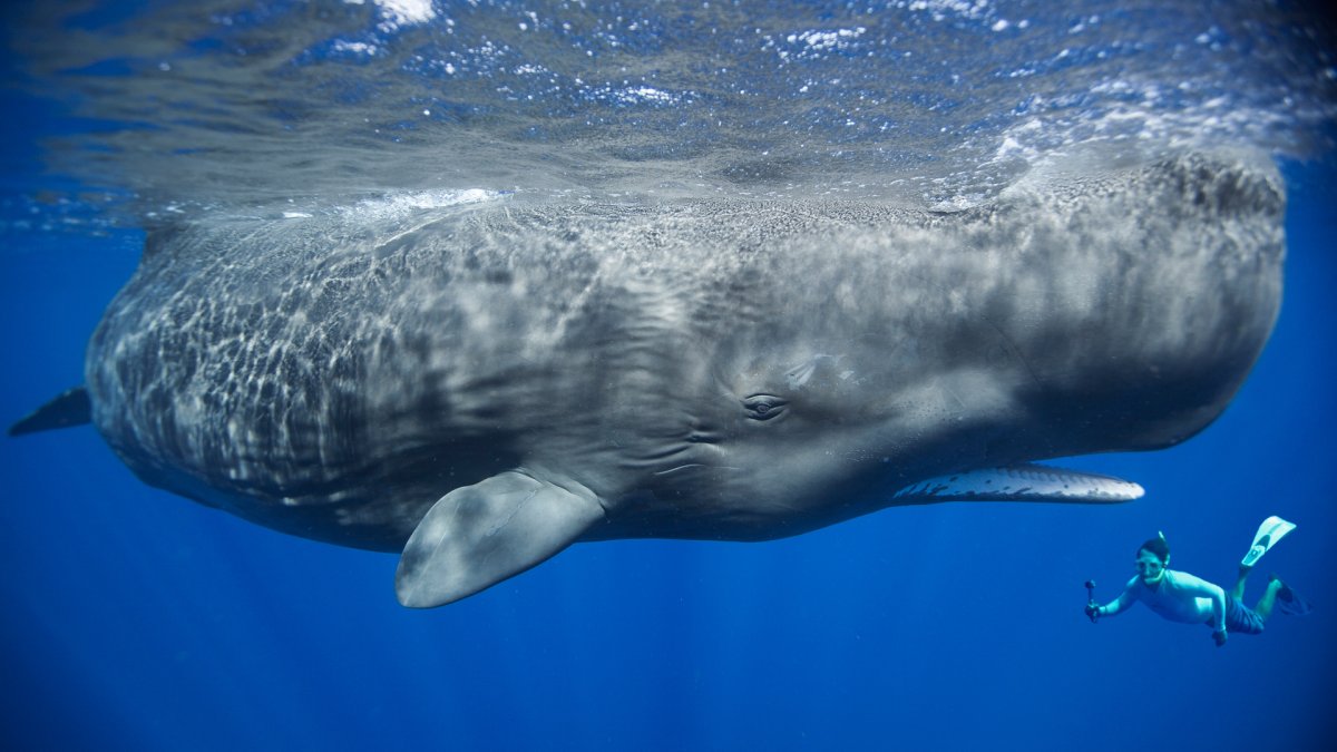 Белый кит убийца Кашалот