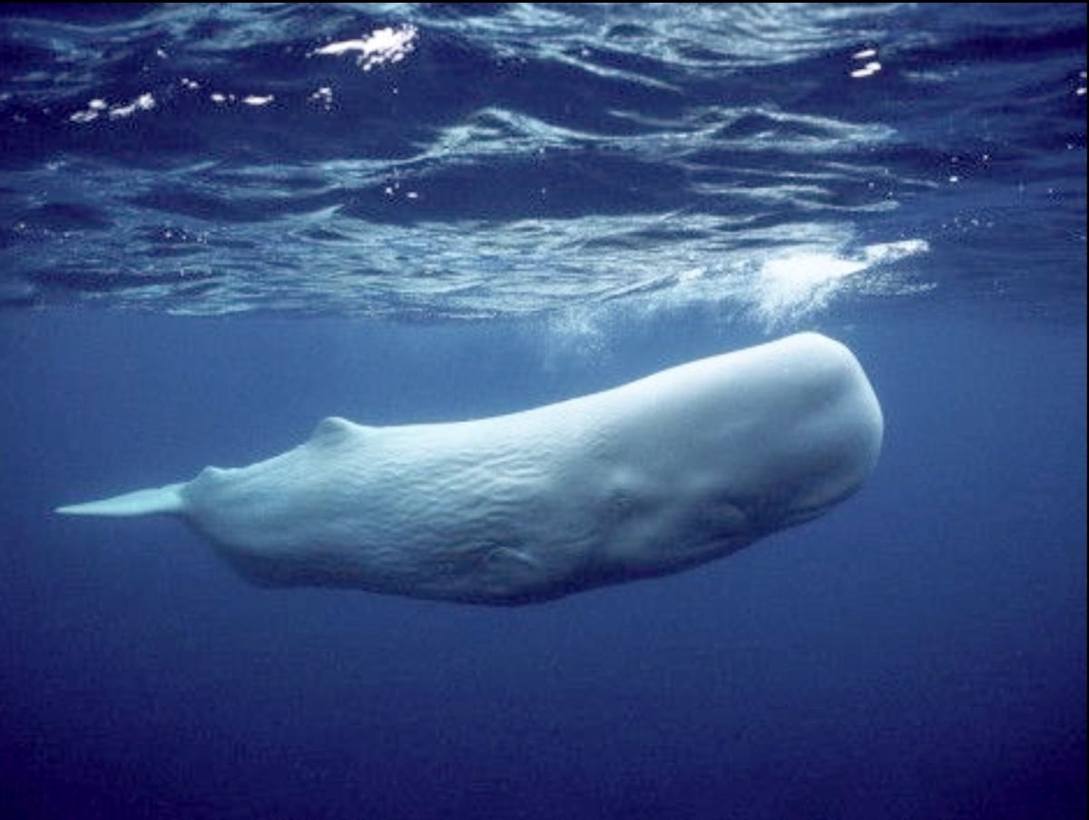 Левиафан Кашалот