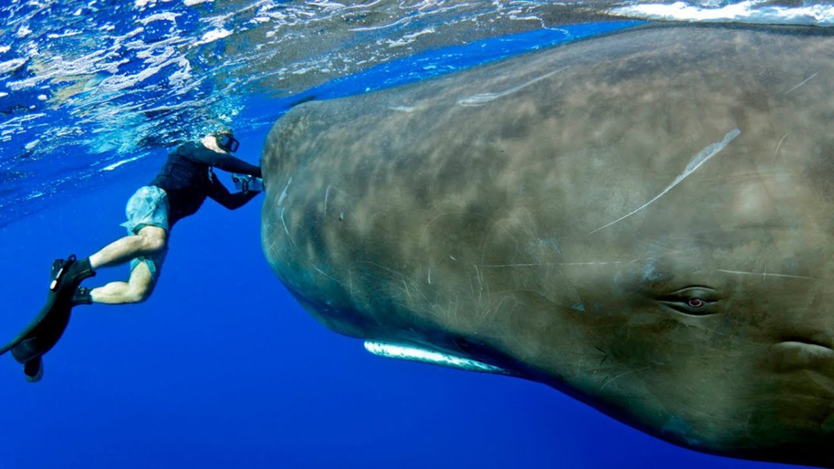 Physeter macrocephalus (Кашалот)