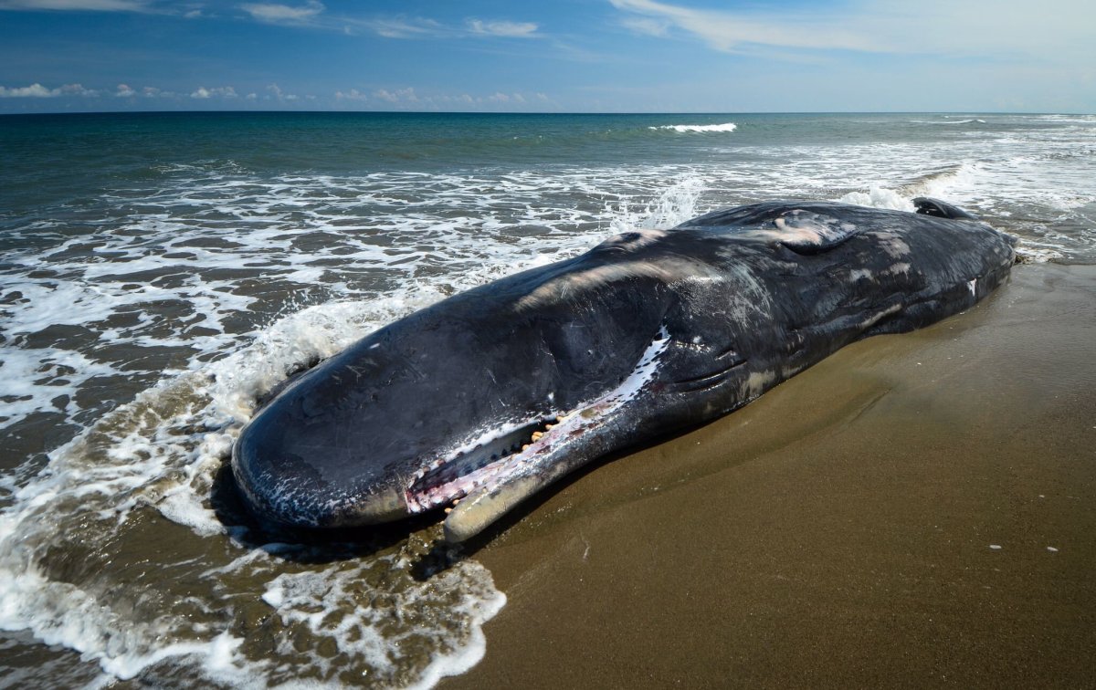Древний кит Базилозавр