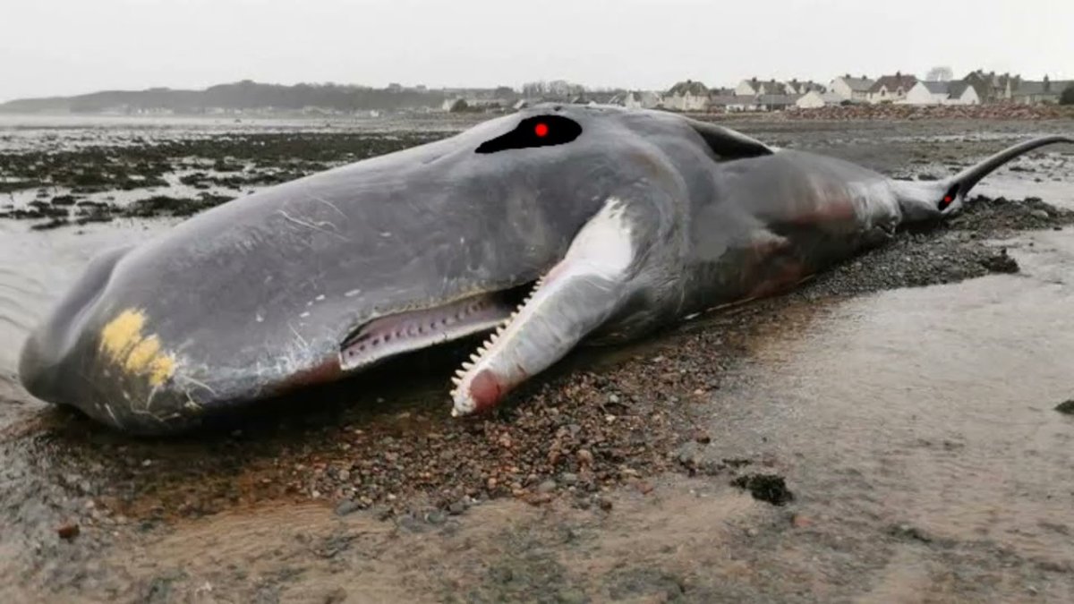 Самый большой Кашалот