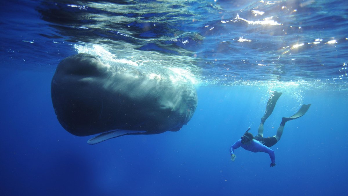 Кашалота выбросило на берег
