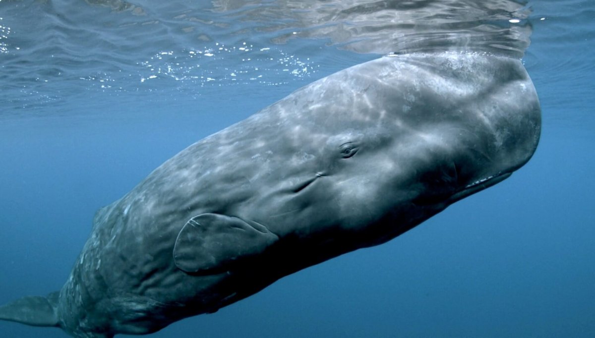 Отряд китообразные усатые киты