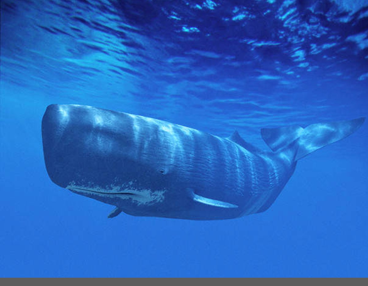 Гигантские кальмары и Кашалоты