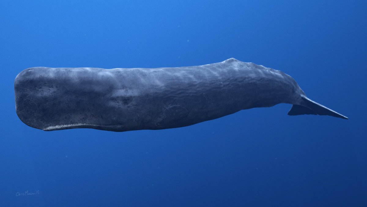 Кит Кашалот