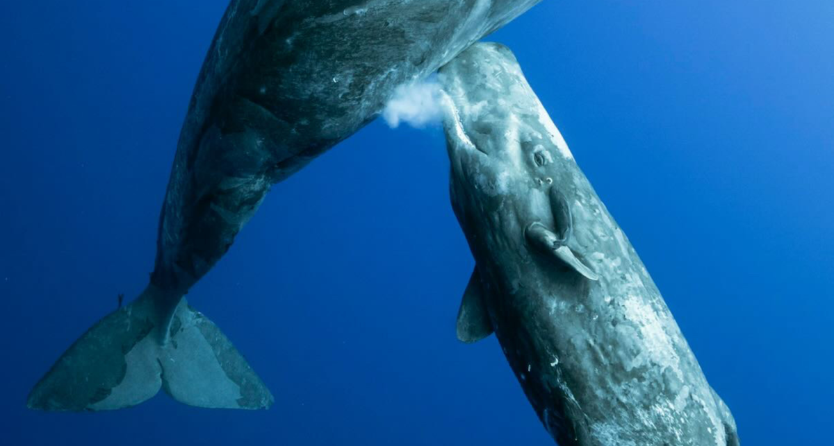 Азорские острова киты