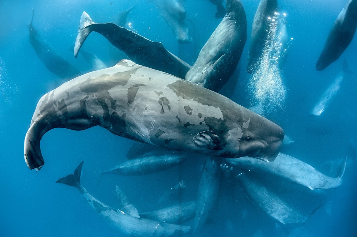 Китообразные синий кит