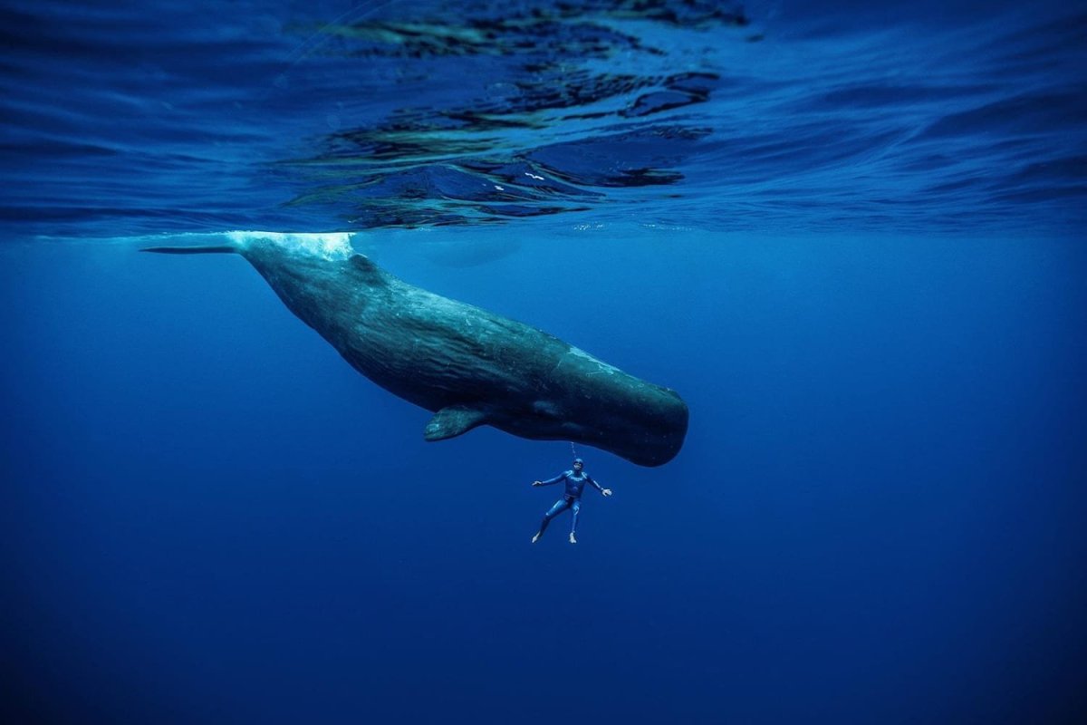 Кит Кашалот фото