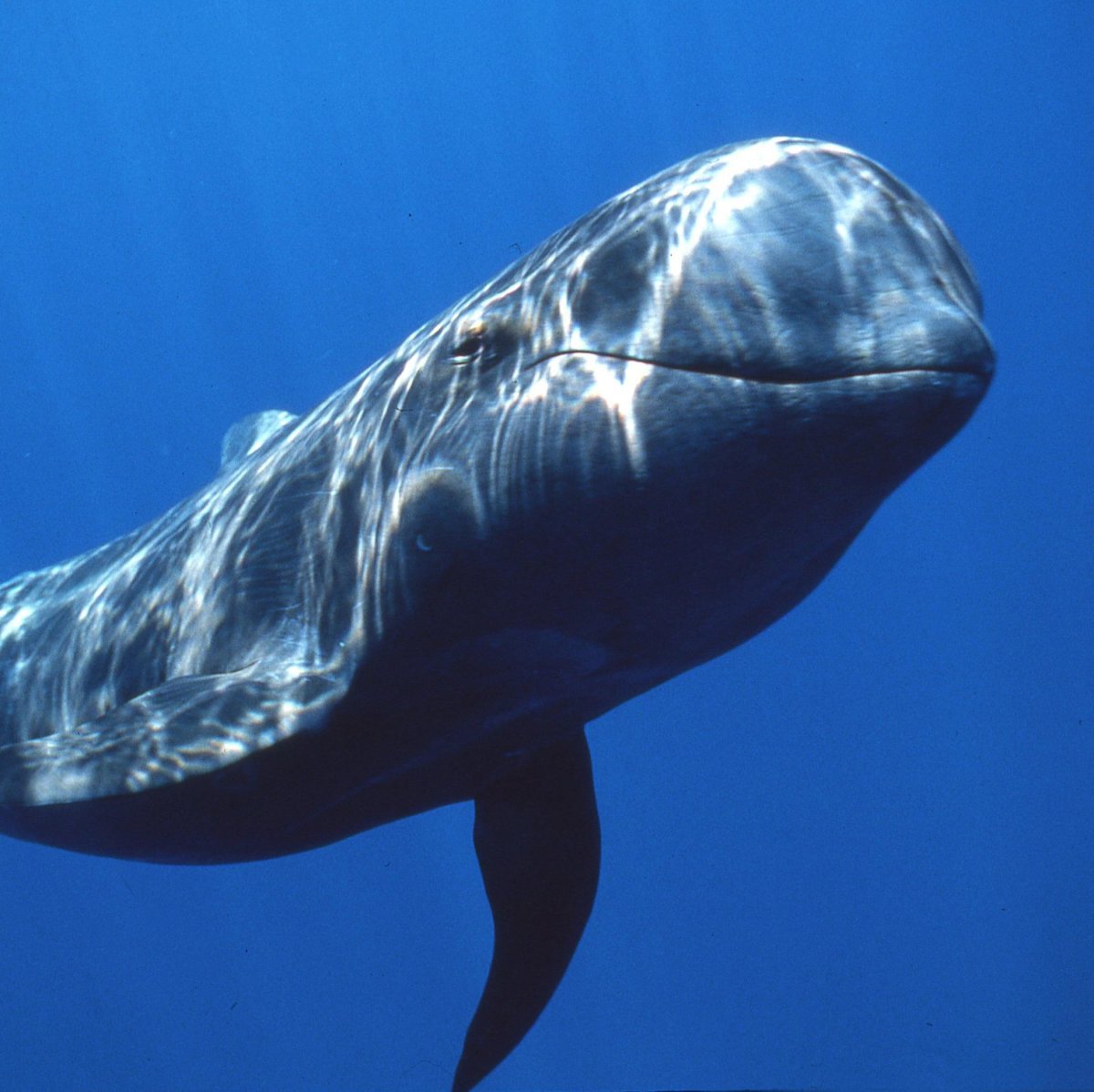 Морские млекопитающие