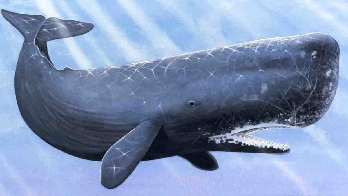 Киты Белухи Кашалоты