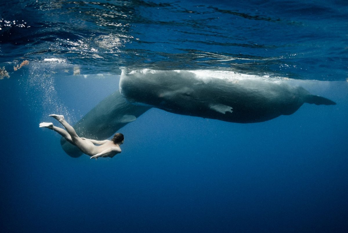 Кашалот кит убийца