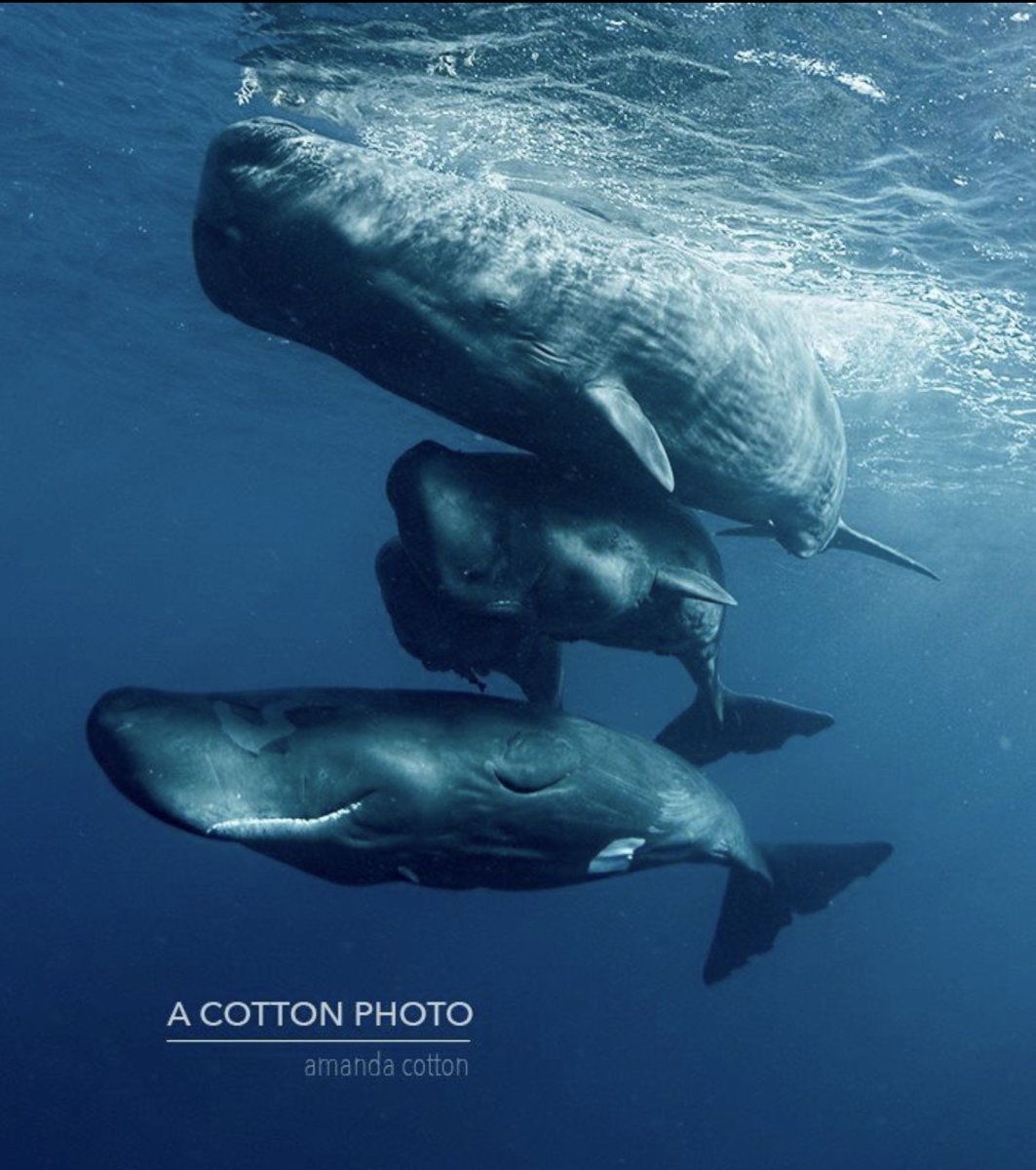 Самого большого кашалота в жизни