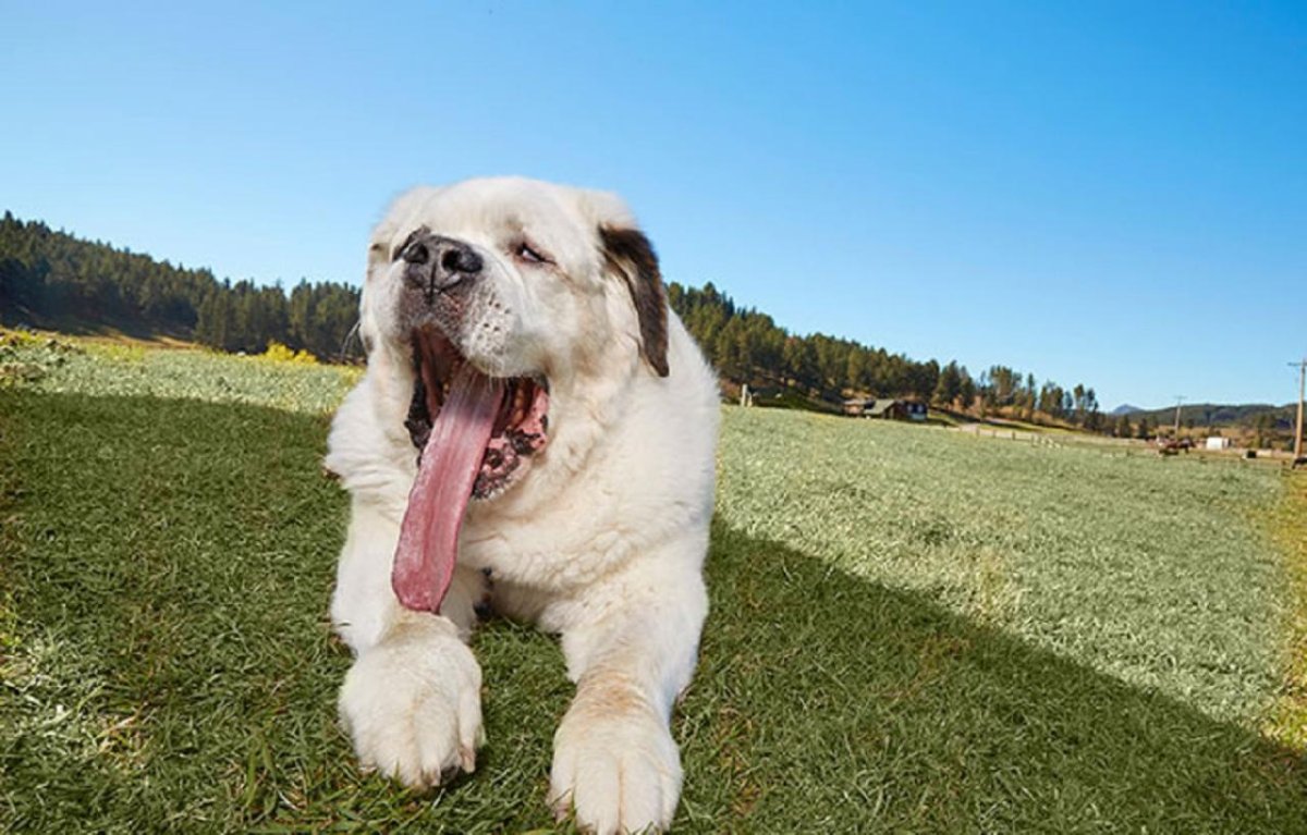 Азавак Левретка черная
