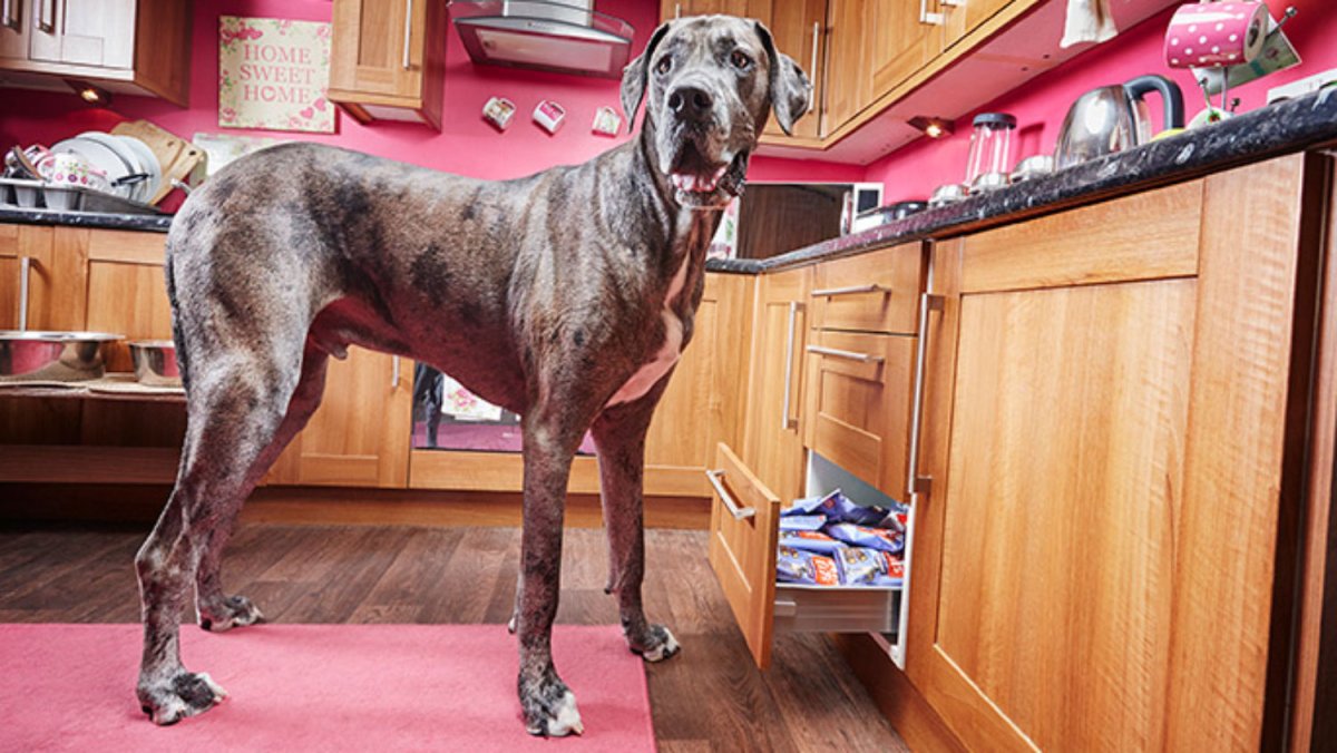 Самая высокая собака в мире немецкий дог Фредди