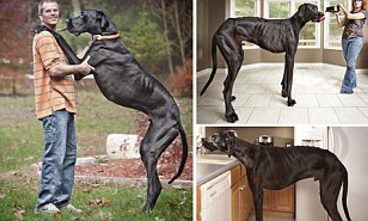 Вельш корги терьер гладкошерстный