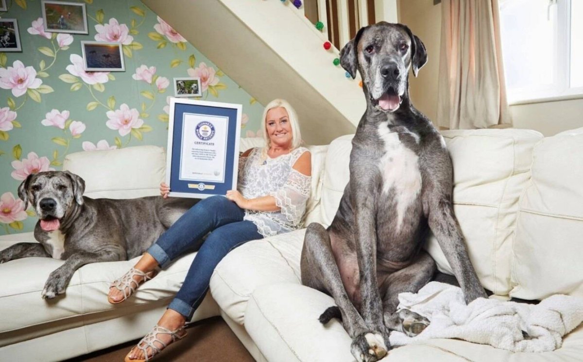 Нормандский Бассет хаунд