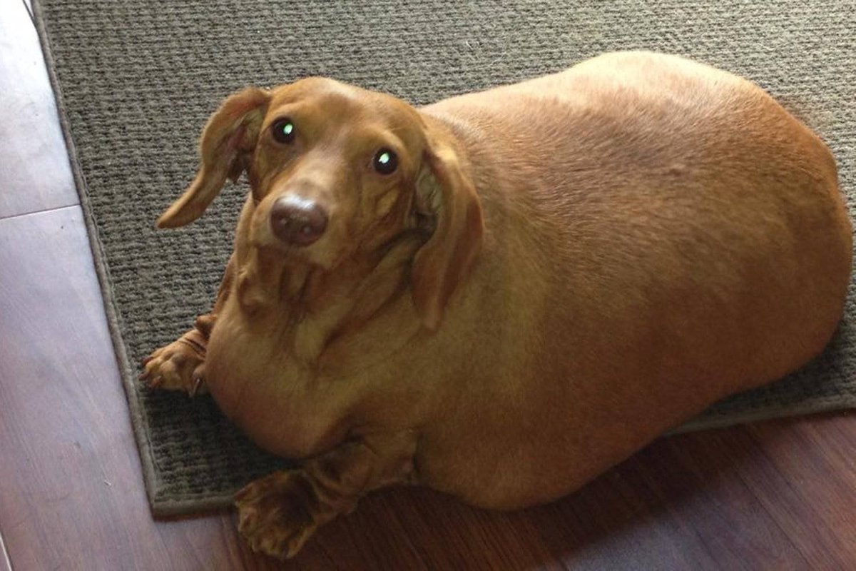 Порода собак Бассет хаунд