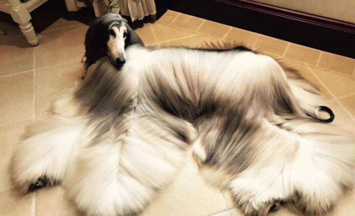 Датский дог Фредди