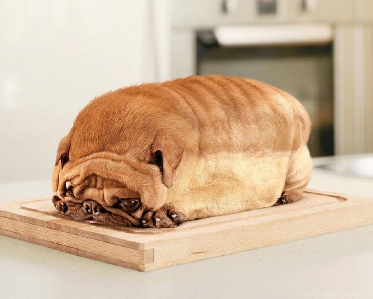 Английский мастиф Зевс