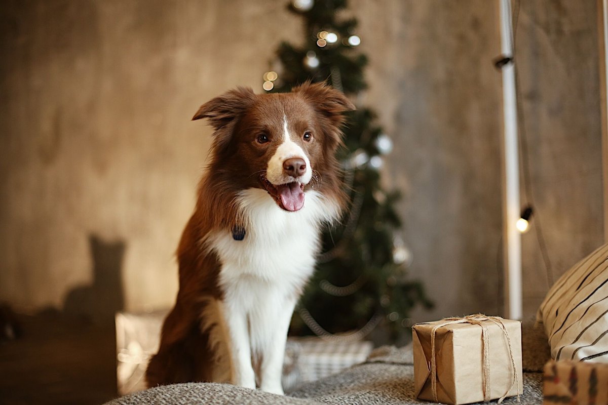 Бордер колли питомник