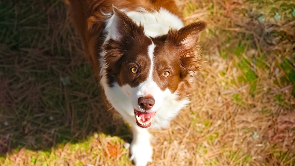 Бордер колли рыжий