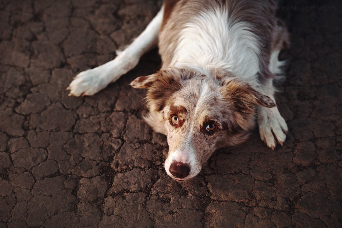 Детёныш бордер колли
