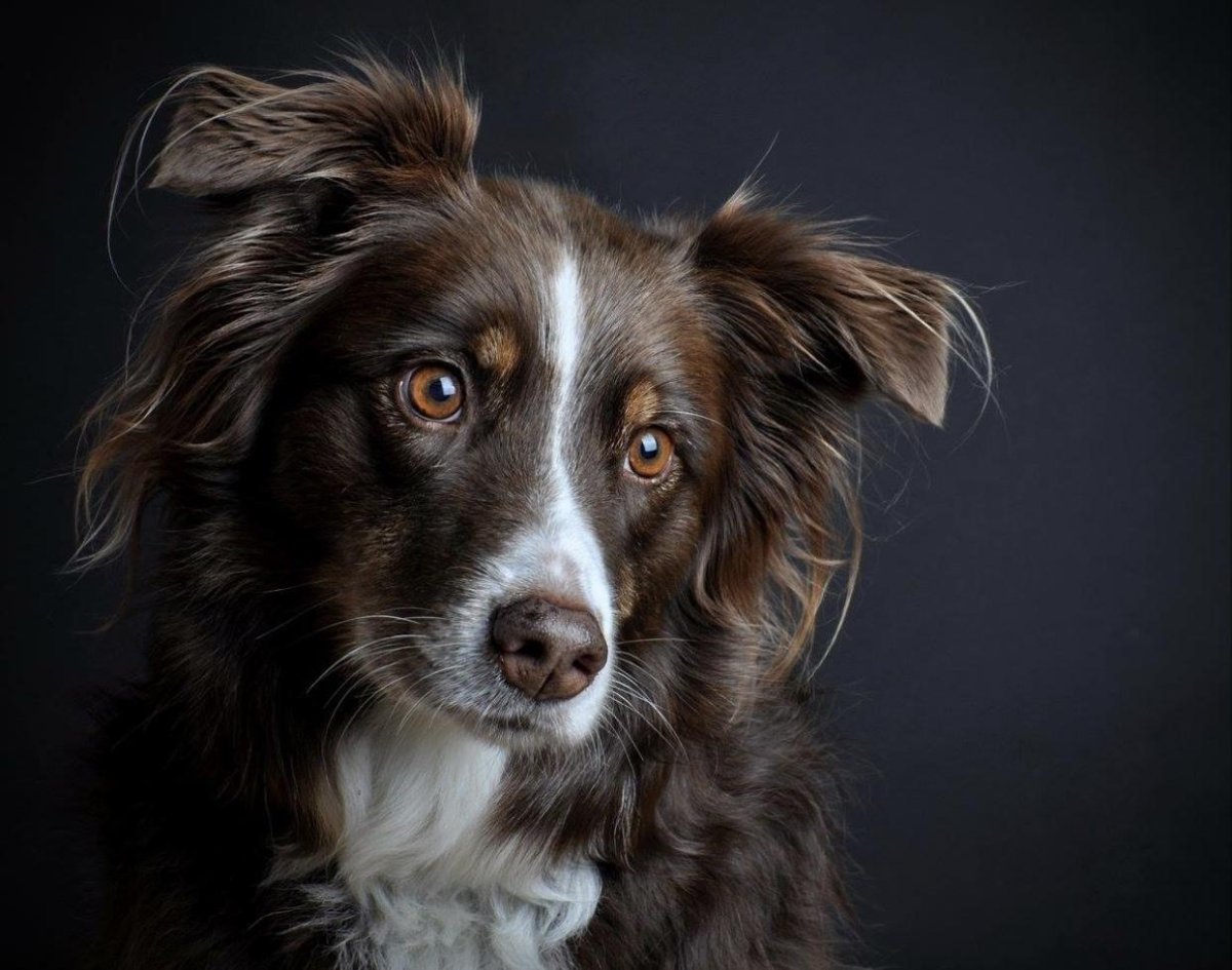 Бордер колли Триколор мрамор