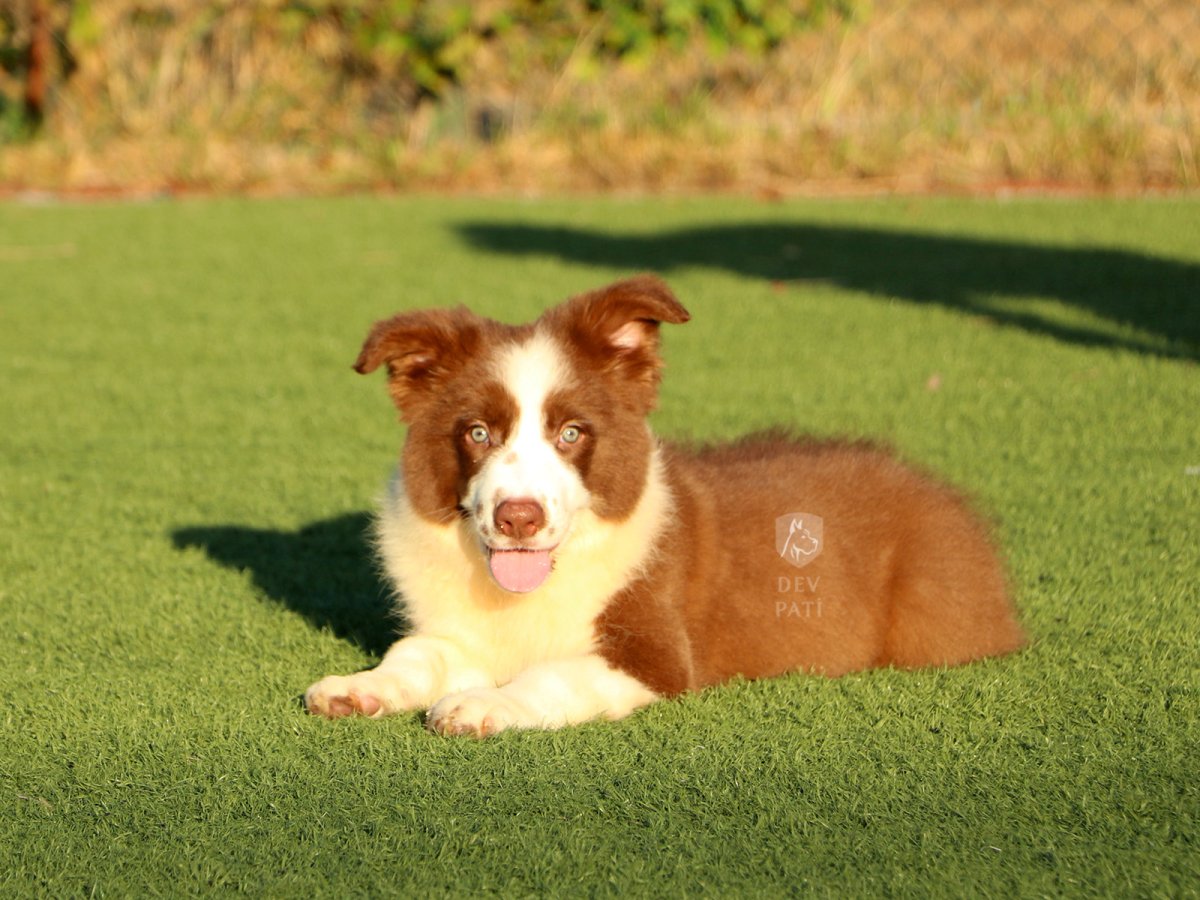 Бордер колли и Мопс