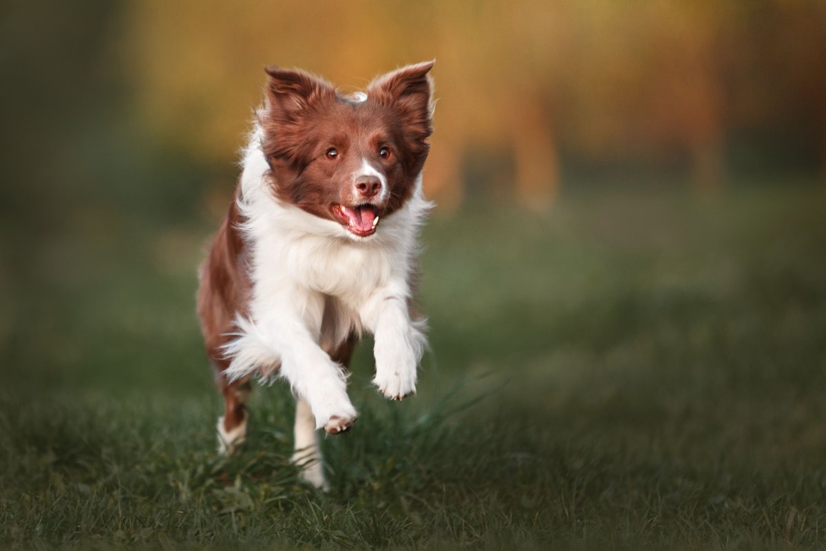 Бордер колли шоколадный