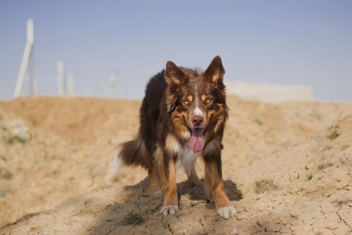 Бордер колли пастьба