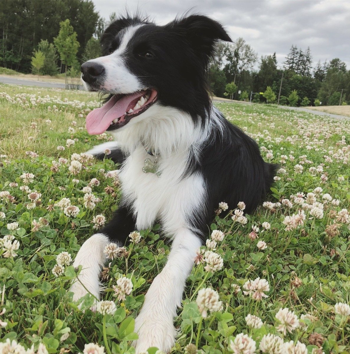 Бордер колли плед