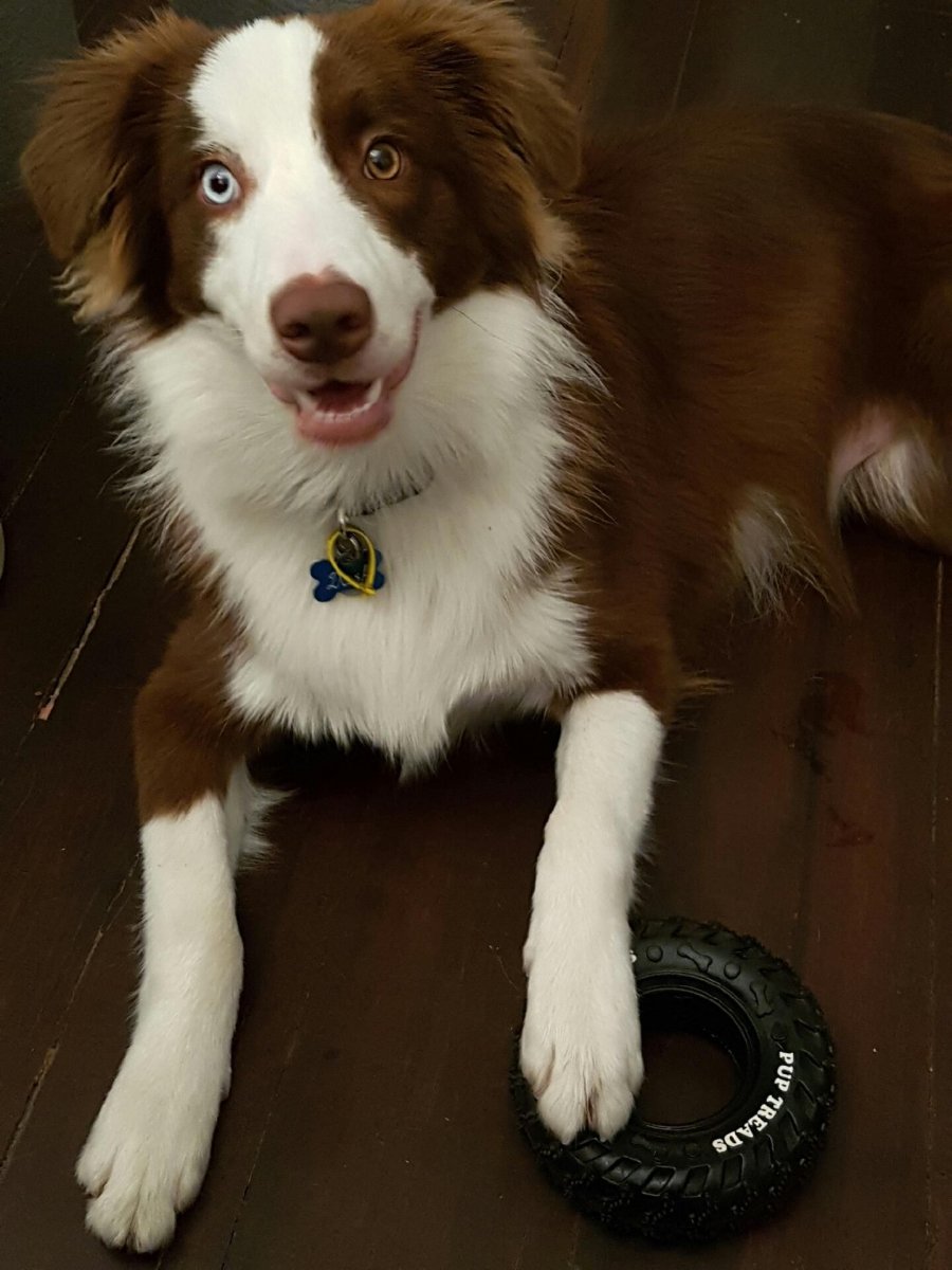 Кавалетти бордер колли