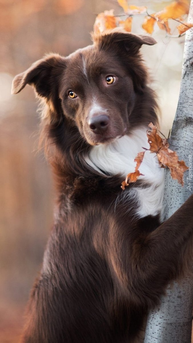 Фарго бордер колли