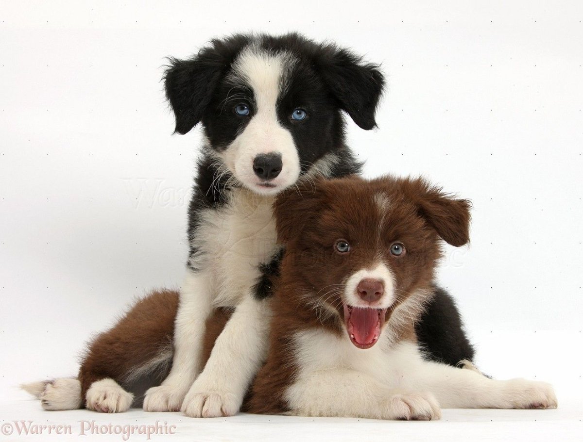 Бордер колли зима