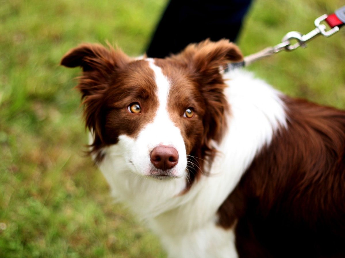 Бордер колли черный