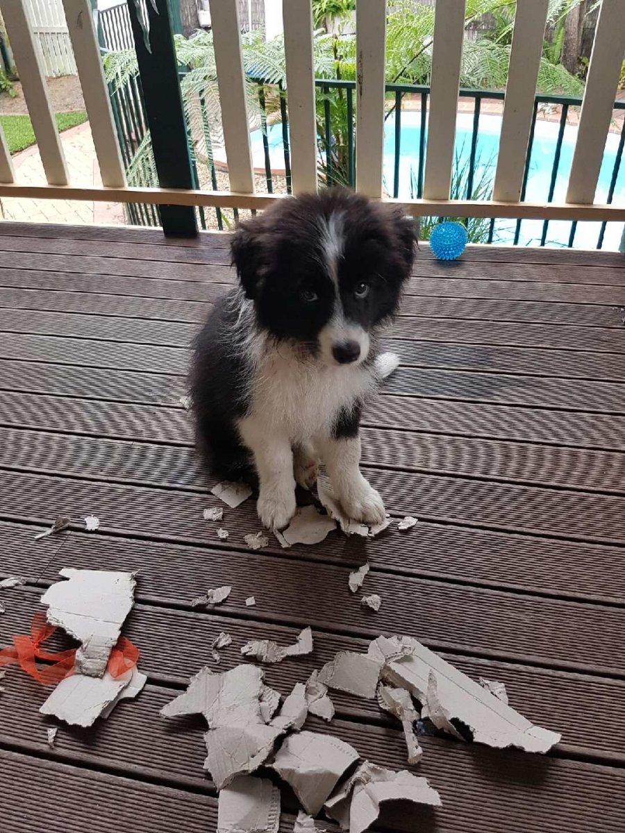 Бордер колли мраморный Триколор