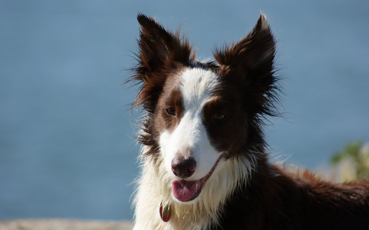 Бордер колли вислоухий