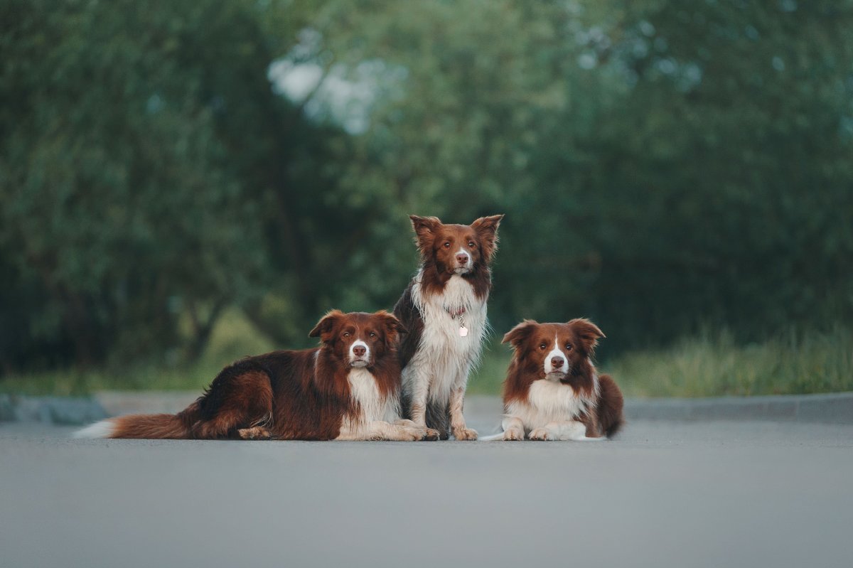 Бордер колли аджилити