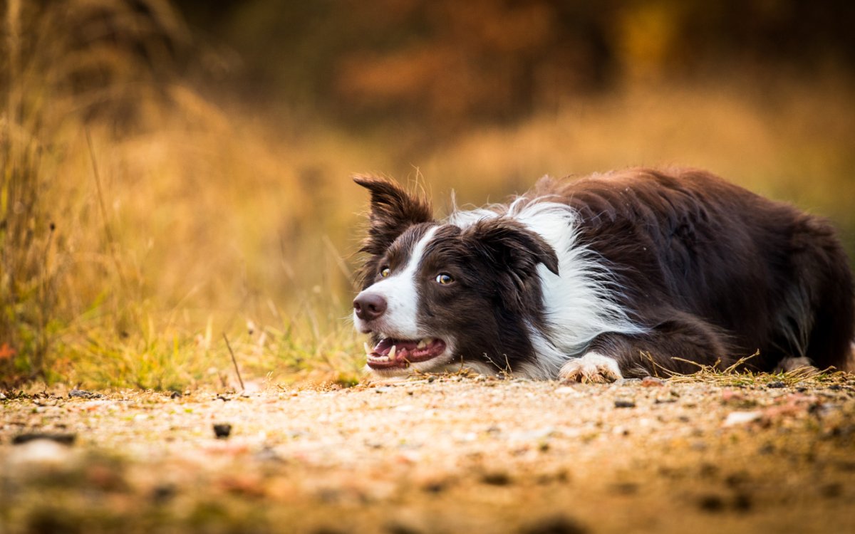 Бордер колли дворняжка