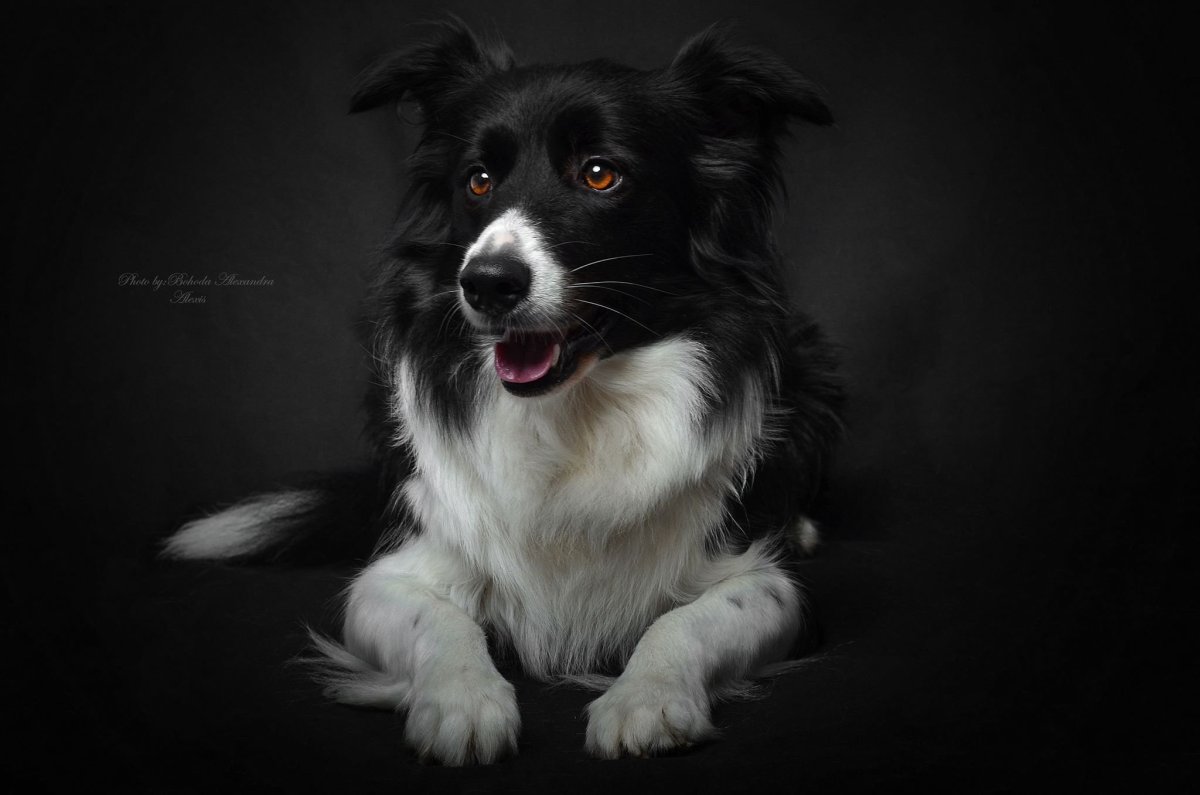 Бордер колли черный