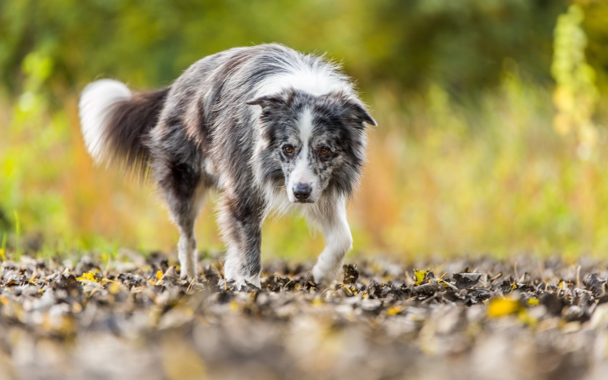 Бордер колли шоколадный Триколор